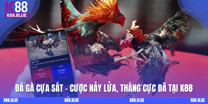 Đá Gà Cựa Sắt - Nơi Chiến Kê Nảy Lửa, Thắng Cực Đã Tại K88