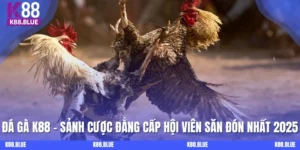 Đá Gà K88 - Sảnh Cược Đẳng Cấp Hội Viên Săn Đón Nhất 2025