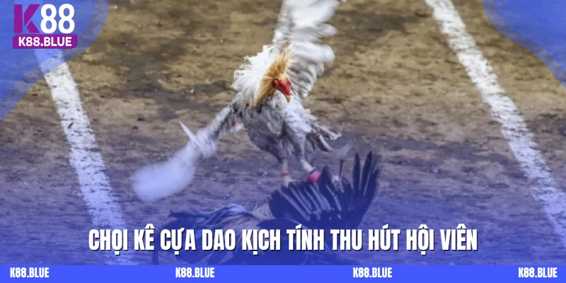 Chọi kê cựa dao kịch tính thu hút hội viên