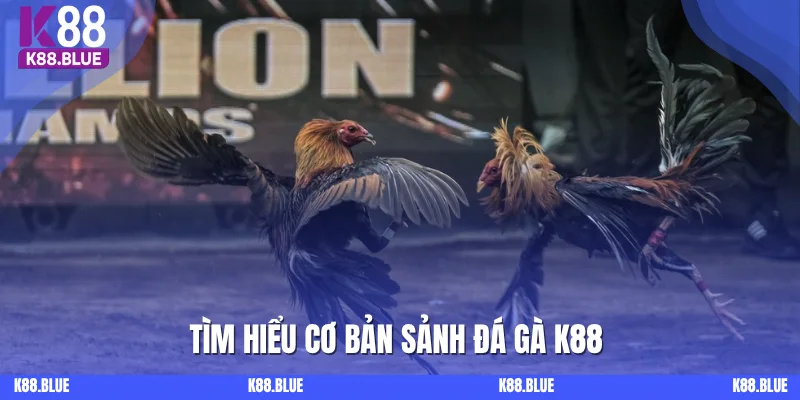 Tìm hiểu cơ bản sảnh Đá gà K88 