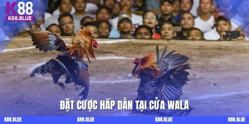 Đặt cược hấp dẫn tại cửa Wala