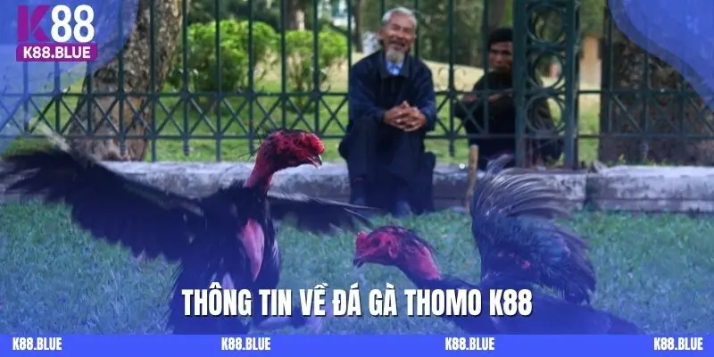 Thông tin về đá gà Thomo tại K88