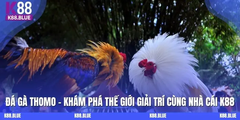 Đá Gà Thomo - Khám Phá Thế Giới Giải Trí Cùng Nhà Cái K88