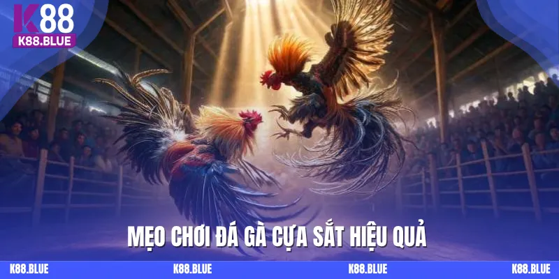 Một vài mẹo hiệu khi tham gia đá gà cựa sắt tại K88 