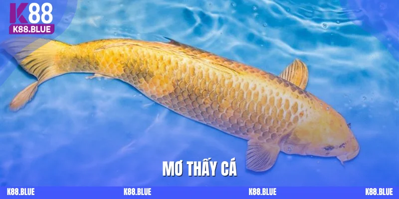 Mơ Thấy Cá - Giải Mã Các Điềm Báo Và Những Con Số May Mắn