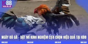 Ngày Đá Gà: Bật Mí Kinh Nghiệm Lựa Chọn Hiệu Quả Cùng K88
