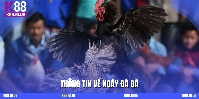 Thông tin về ngày đá gà