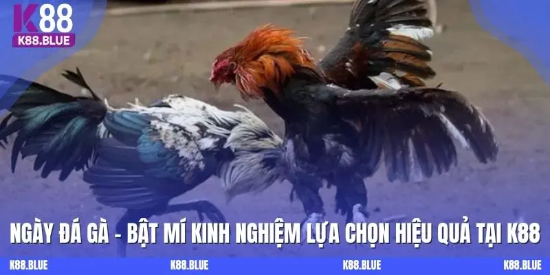 Ngày Đá Gà: Bật Mí Kinh Nghiệm Lựa Chọn Hiệu Quả Cùng K88
